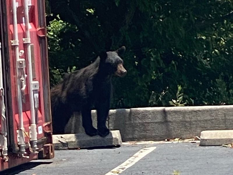 Suspected to be male, the young black bear in Norcross looks to weigh about 70 pounds. (Courtesy of Lacey White)