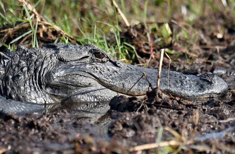 An alligator is seen in the Okefenokee Swamp on Monday, Mar. 18, 2024. (Hyosub Shin / Hyosub.Shin@ajc.com)