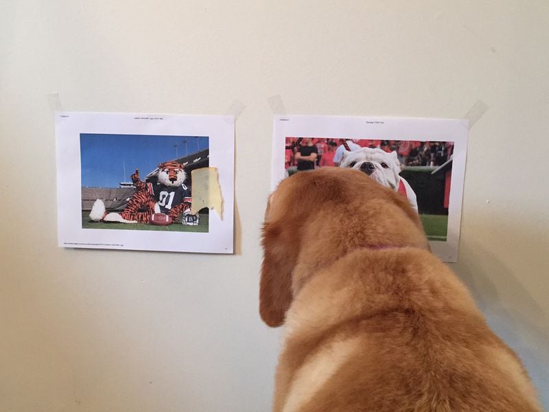 Lilly closes out her season picking Georgia over Auburn for the SEC championship.
