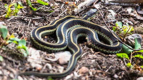 An Augusta woman thought she would tidy up a little before going to bed by picking up some fuzz on the floor, but she got more than she bargained for: a family of snakes. (Image: Flickr)