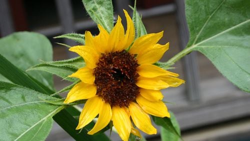 Besides being beautiful, sunflowers are highly attractive to pollinators. CONTRIBUTED BY WALTER REEVES
