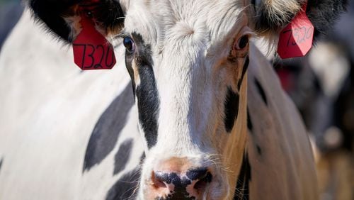 The National Veterinary Services Laboratories has confirmed the presence of bird flu in a Michigan herd that recently received cows from Texas, according to the U.S. Department of Agriculture. (Smiley N. Pool/The Dallas Morning News/TNS)