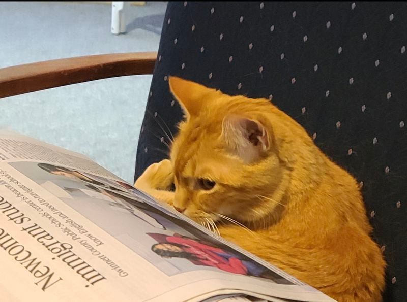 Bonsky the Reading Cat lives in DeKalb County with fellow newshounds Joy Glucksman and Dave Markus. (Courtesy photo)