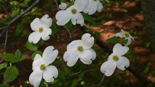 Unless they are very well cared for, flowering dogwood trees rarely last more than a few decades. WALTER REEVES