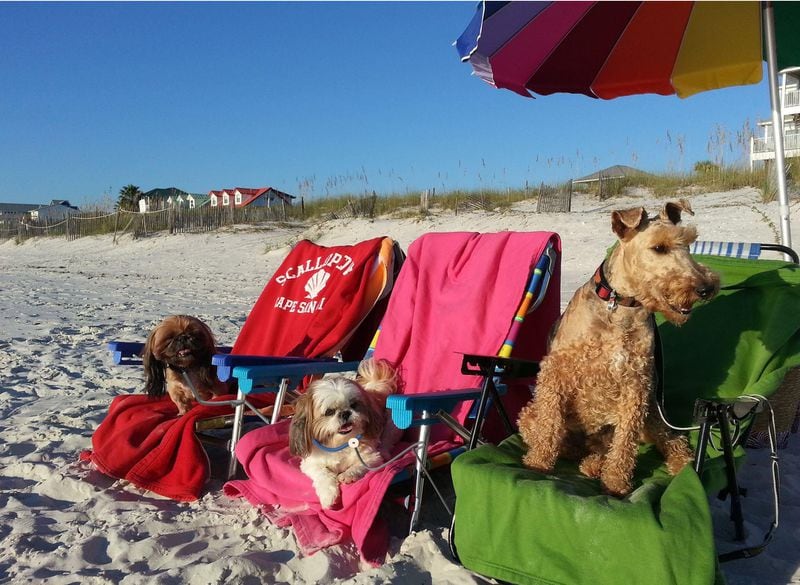 Cape San Blas provides that rarest of finds in the Southeast: a dog-friendly beach. CONTRIBUTED BY: Sunset Reflections