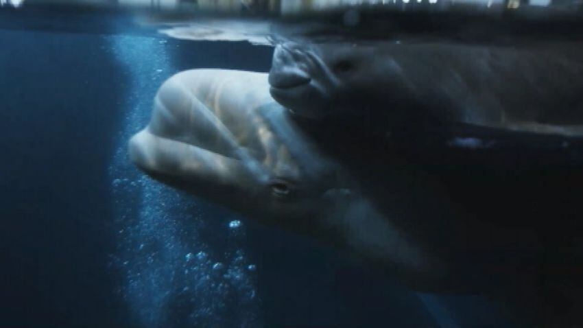 Beluga whale calf born at Georgia Aquarium dies