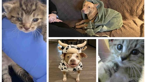 These animals are available to get into your home from Fulton County's animal shelter. (Starting on the left and going clockwise: Zim, Jayda, Shiver and Sasa.)  (Photos courtesy of LifeLine)