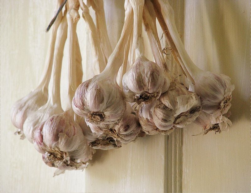 Garlic sold in grocery stores is mainly from two varieties grown in California. But garlic lovers will be surprised by the many shapes, sizes, colors and flavors available in heirloom and gourmet garlics — many of which grow well in Texas. This 'Mexican Red' came from Simmons Family Farms.