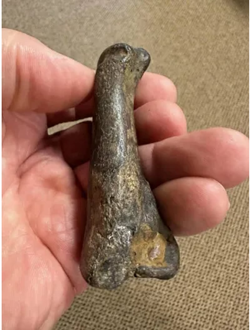 A fossilized toe bone found in Yazoo County, Mississippi. Eddie Templeton to The Clarion-Ledger