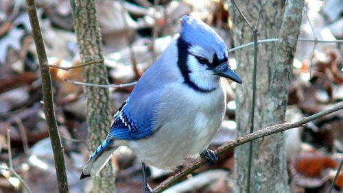 The blue jay is one of many bird species that depend on acorns to survive the winter. A blue jay may bury thousands of acorns in a single season but fail to retrieve many of them, thus unwittingly planting new oak trees. 
(Courtesy of Ken Thomas/Wikipedia Commons)