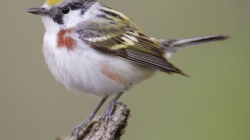 The chestnut-sided warbler nests in Georgia’s mountains during spring and summer. In September and October, it becomes one of dozens of songbird species that migrate through Georgia en route to winter grounds in Central and South America. CONTRIBUTED BY: Wikipedia/Creative Commons