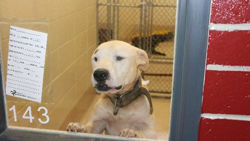 Photos courtesy of Gwinnett County Animal Shelter.