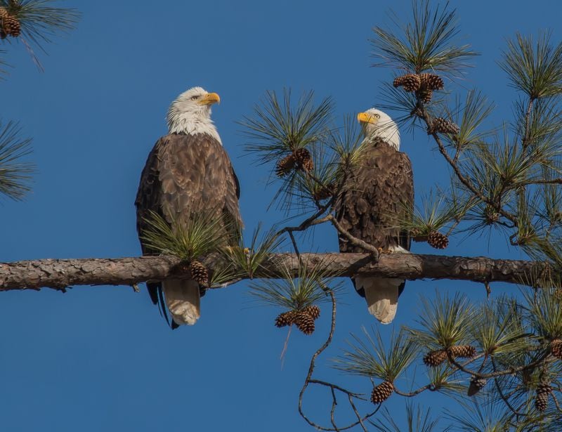 The bald eagles at Berry College discuss flapping down to Bluffton or at least the local Popeye's. (Photo by Berry College)