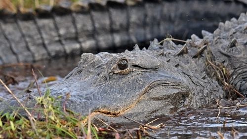 An American alligator surfaces in the Okefenokee Swamp on Monday, Mar. 18, 2024. (Hyosub Shin / Hyosub.Shin@ajc.com)