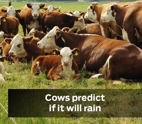 Cows predict if it will rain
