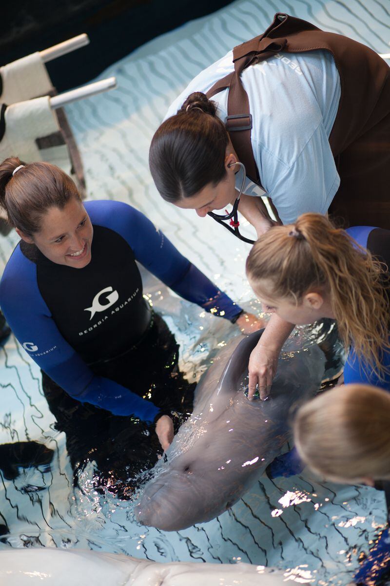 Dr. Tonya Clauss, director of animal health at the Georgia Aquarium, checks the beluga calf's heart rate. The veterinarian is in the aquarium's medical pool, which is equipped with a lift bottom, allowing staff to stand while working with the belugas.