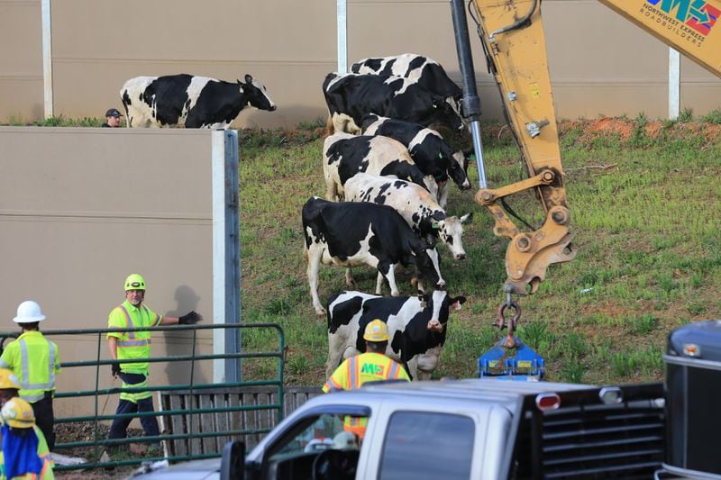A tractor-trailer hauling 19 cows overturned on I-75 South in Cobb County at 5 a.m. May 17, killing 10 of the animals. The surviving cows roamed the highway until crews could herd them to the side as the crash was cleaned up. The wreck closed traffic until 7 a.m. JOHN SPINK / JSPINK@AJC.COM