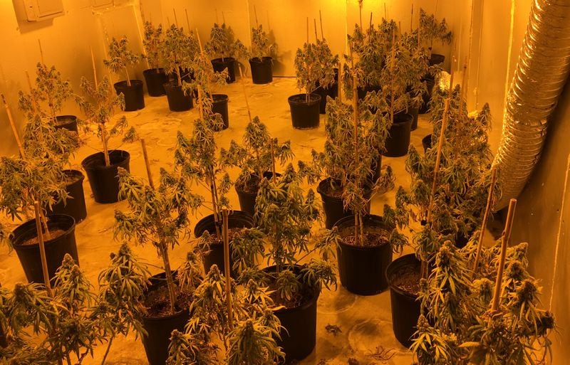Marijuana plants seized during six raids in Hall, Barrow and Jackson counties. (Credit: Hall County Sheriff's Office)