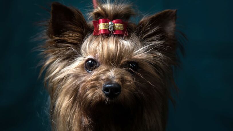 A two-year-old Yorkshire Terrier, poses for a photograph. (Photo: Matt Cardy/Getty Images)