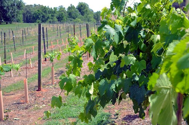 Boultier Wineries has 4.5 acres.