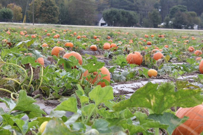 Two acres of pumpkins, a corn maze and heaps more can be found at Southern Belle Farm in McDonough. CONTRIBUTED: Southern Belle Farm
