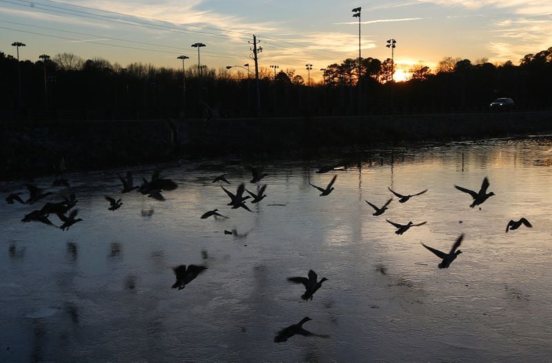 A flock of mallards takes flight over a partially frozen Murphey Candler Lake as the sun sets Wednesday evening January 8, 2014.  BEN GRAY