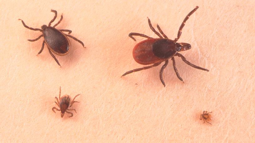 An adult female and an adult male nymph and larva tick are seen in this picture. Ticks can cause an acute inflammatory disease characterized by skin changes, joint inflammation and flu-like symptoms called Lyme disease.