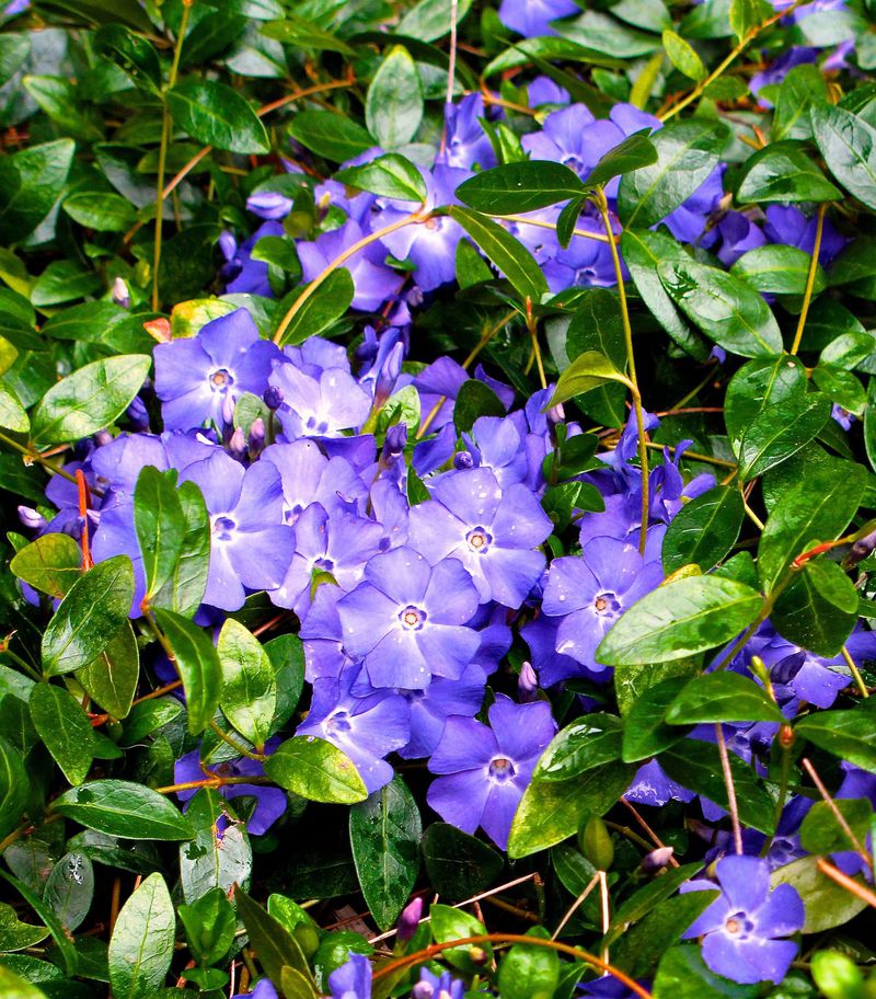 Vinca minor (periwinkle or creeping myrtle), a commonly used groundcover, that prefers rich, moist soil but can tolerate poor, dry conditions and sunny exposures. (Dean Fosdick/Associated Press)