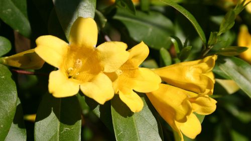 Bright yellow flowers are a bonus to the ground-covering abilities of Carolina jessamine. CONTRIBUTED BY WALTER REEVES
