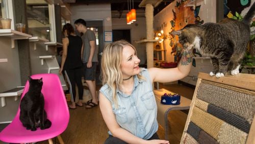 Hadyn Hilton owns and operates Grant Park’s Java Cats Cafe, which includes an area where cats mingle with paying guests in the hopes of eventual adoption. (Jenni Girtman / Atlanta Event Photography)