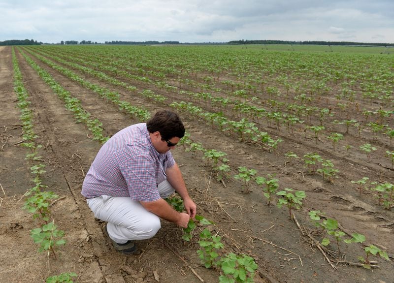 Matt Coley checks a cotton plant in a field he farms with his dad, Chuck Coley, in Vienna, Ga., in 2015. BRANT SANDERLIN/ AJC