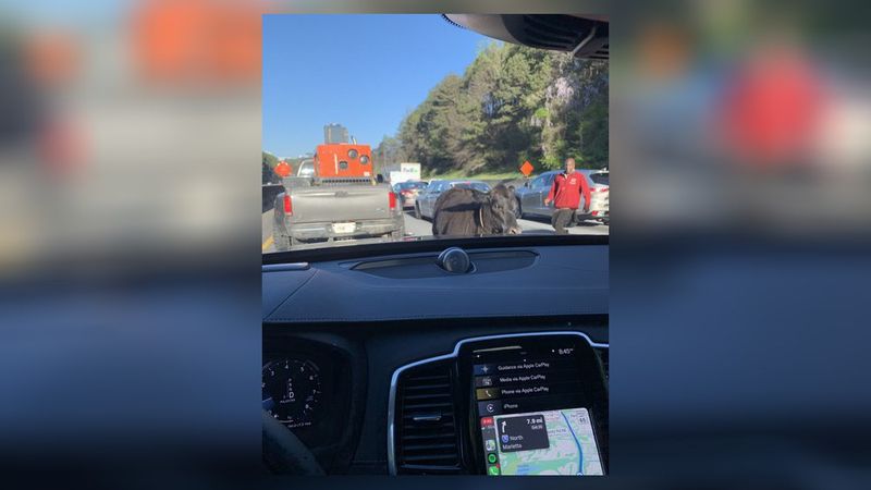 A man chases a cow that got loose Saturday morning in the westbound lanes of I-285.