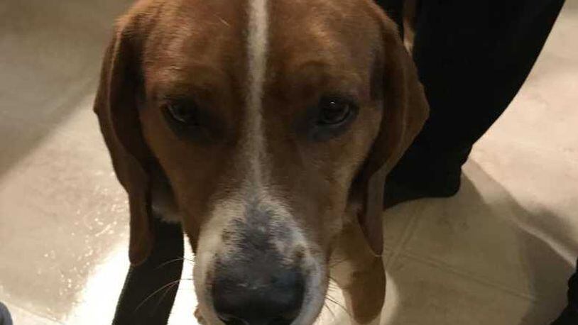 A beagle was found buried under trash in a Lilburn dumpster Thursday.