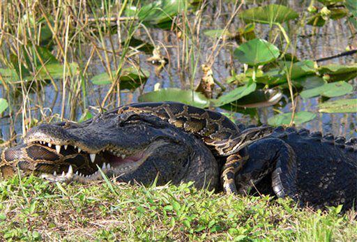 A Burmese python is wrapped around an American alligator.