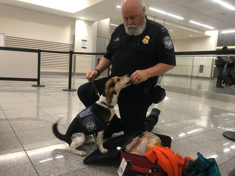 This K9 beagle will retire at the same time as his handler, U.S. Customs and Border Protection officer Rusty Adams.