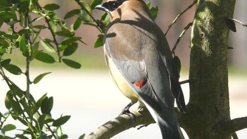 The cedar waxwing shown here is one of Georgia’s “winter birds,” which nest up north during spring and summer and migrate to Georgia for the winter. The waxwing is known as North America’s most “elegant bird” because of its handsome brown and yellow color and red wingtips. PHOTO CREDIT: Ken Thomas/Creative Commons