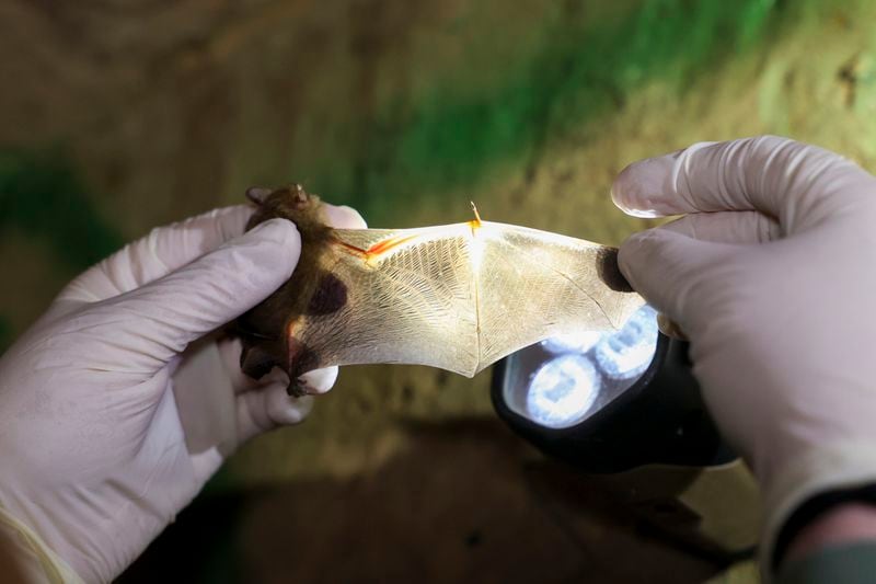 DNR wildlife biologist Emily Ferrall inspects the wings of a tricolored bat as they survey bats in a culvert in northeast Georgia on Wednesday, December 6, 2023. (Jason Getz / Jason.Getz@ajc.com)