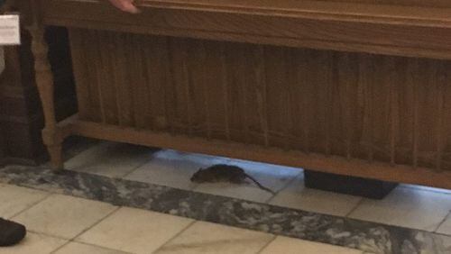 A rat was spotted near the Georgia Senate chamber, pictured here shortly before its demise. AJC/Greg Bluestein