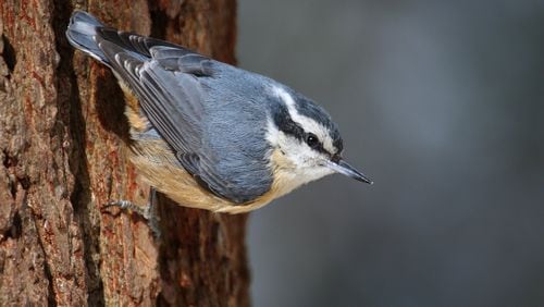 The red-breasted nuthatch, an uncommon visitor to Georgia, is showing up in greater numbers this year — an irruption, probably due to harsh winter weather and food shortages up north. CONTRIBUTED BY CEPHAS / WIKIPEDIA COMMONS