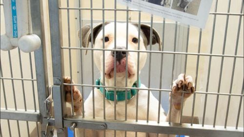At least 250 dogs at risk for euthanasia as DeKalb shelter deals with extreme overcrowding. File photo.