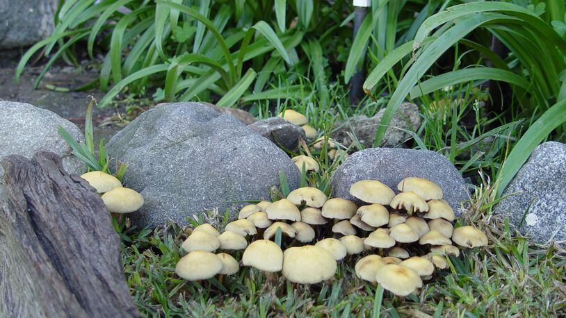The fungus that lives underground here is producing spore-bearing fruiting bodies we call mushrooms. (Maureen Gilmer/TNS)