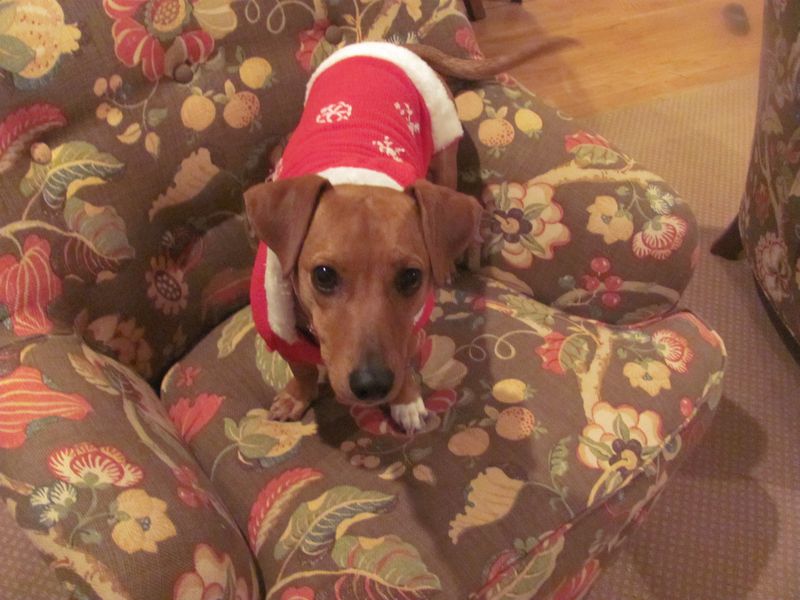 Lola, a mixed-breed dachshund who died of kidney failure in 2013 FAMILY PHOTO