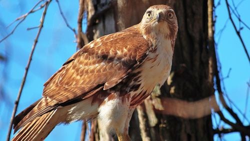 The red-tailed hawk, shown here, is Georgia’s most common hawk species. During their prime breeding time in late winter, red-tailed hawks perform elaborate, airborne courtship rituals, one of nature’s grand spectacles. MARK BORN/USFWS/Creative Commons