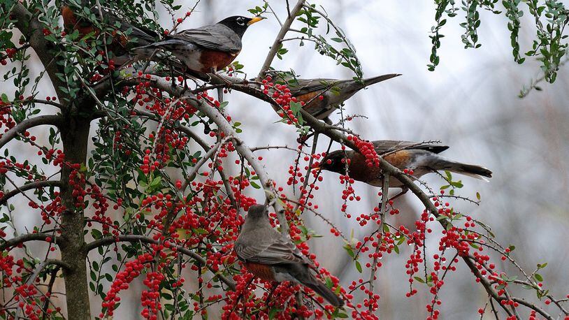 Yaupon hollies feed numerous birds, including American robins. (Norman Winter/TNS)