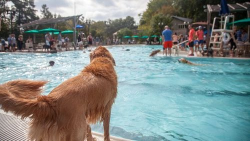A fundraiser for Piedmont Park's two off-leash dog parks, Splish Splash Doggie Bash is Oct. 7-9 at the Piedmont Park Aquatic Center, Monroe Drive NE, Atlanta. (Courtesy of Piedmont Park Conservancy)