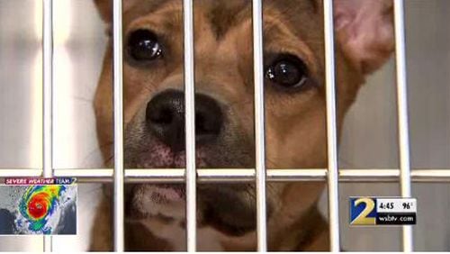 Animal shelters in DeKalb and Fulton counties are scrambling to find good homes for dogs and cats amid an influx of summer drop-offs.