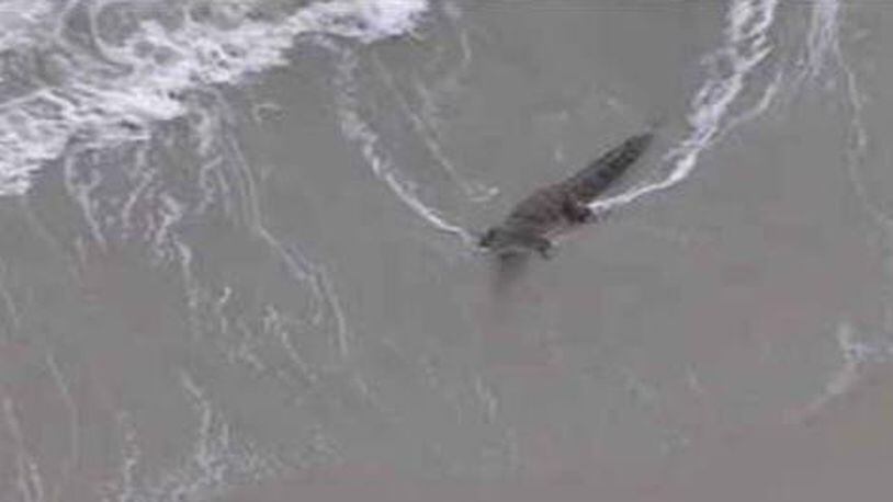 A crocodile was spotted Monday on Hollywood, Florida beach. (Photo: WFTV.com)
