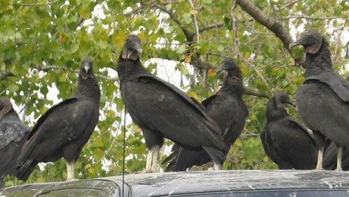 The US Department of Agriculture and Department of Natural Resources will be shooting off pyrotechnic devices utilizing flash bangs to discourage vultures from roosting on a cell tower near Shadow Brook Church in Suwanee. (Courtesy US Department of Agriculture and Department of Natural Resources)