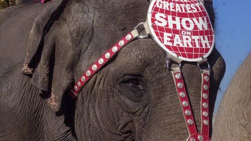 000221 - ATLANTA, GA -- One of the elephants displays the slogan, 'The Greatest Show on Earth', AKA the Ringling Bros. Barnum and Bailey Circus, as it walked the downtown streets of Atlanta in a Circus Parade Monday, February 21, 2000 as it wound a route near Centennial Olympic Park in downtown Atlanta. The Circus will be in town at Philips Arena through Feb. 27. (KIMBERLY SMITH/AJC staff)