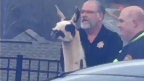 A llama was caught Wednesday in Athens. (Credit: Twitter.com/@katiebethcarey)
